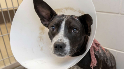 Illustration : Sauv&eacute;e de sa caisse &eacute;touffante dans laquelle elle &eacute;tait enferm&eacute;e, cette chienne inqui&egrave;te les soignants lorsque d'&eacute;tranges bulles apparaissent soudainement sur son pelage