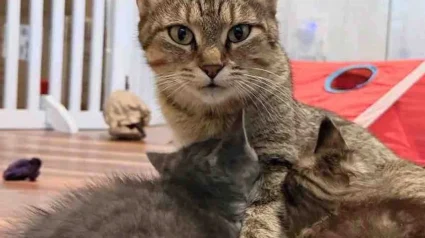 Illustration : Devenue agressive &agrave; cause du stress, cette maman chat se m&eacute;tamorphose totalement d&egrave;s son arriv&eacute;e en famille d'accueil