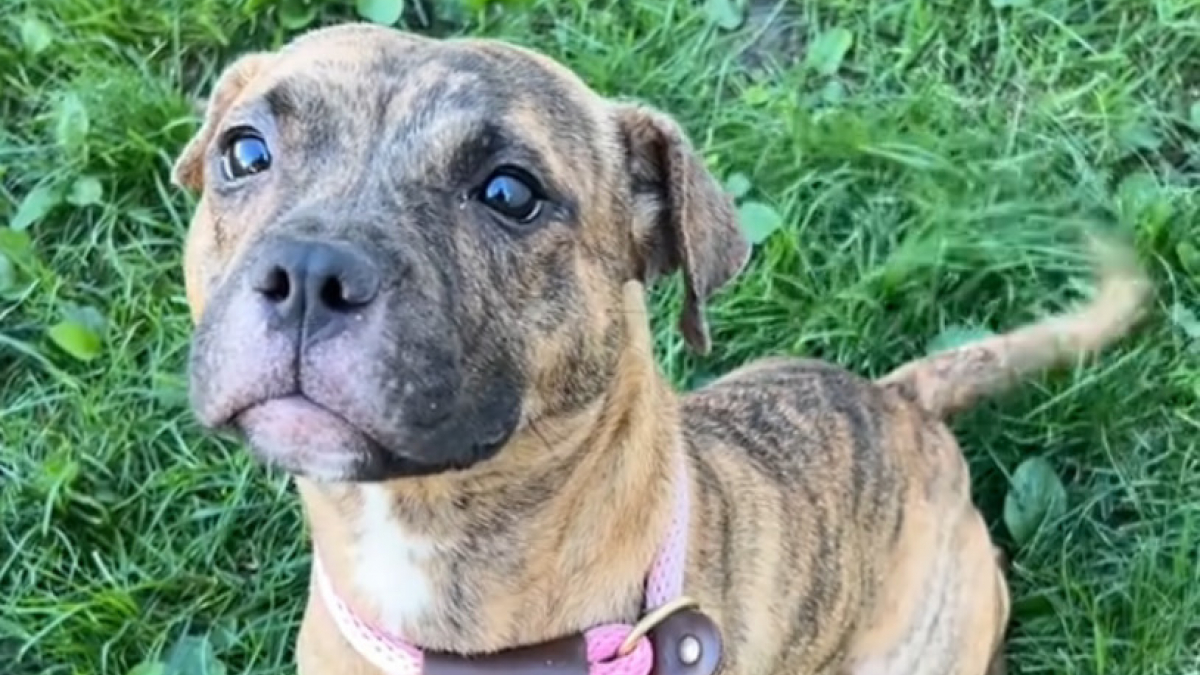 Illustration : "Grâce à cette vidéo, une chienne abandonnée et attachée à une clôture obtient une seconde chance bien plus vite que prévu"