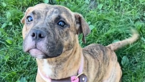 Illustration : Grâce à cette vidéo, une chienne abandonnée et attachée à une clôture obtient une seconde chance bien plus vite que prévu