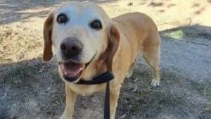 Illustration : Livrée à elle-même suite au décès de son maître il y a plus d’un an, cette chienne finit par retrouver le bonheur auprès de son bienfaiteur