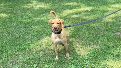 Illustration : Laiss&eacute;e pour compte dans un chenil, cette chienne prend une revanche en devenant officier de police