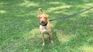 Illustration : Laissée pour compte dans un chenil, cette chienne prend une revanche en devenant officier de police