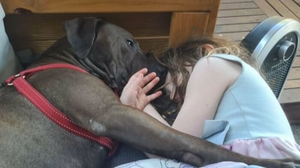 Illustration : 15 animaux de compagnie qui ont apport&eacute; le bonheur dans leurs familles d&rsquo;adoption