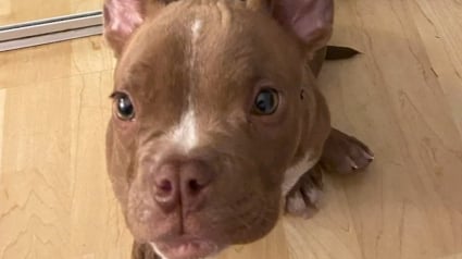 Illustration : Une fuite, un vol puis des retrouvailles pleines d’émotion pour ce petit chien et sa famille séparés pendant plus de 3 mois