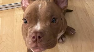 Illustration : Une fuite, un vol puis des retrouvailles pleines d’émotion pour ce petit chien et sa famille séparés pendant plus de 3 mois