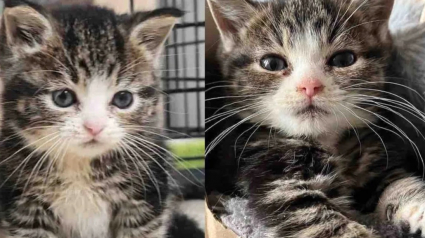 Illustration : Des b&eacute;n&eacute;voles accueillent un chaton particuli&egrave;rement petit et s&rsquo;aper&ccedil;oivent qu&rsquo;il a besoin d&rsquo;une aide sp&eacute;ciale 