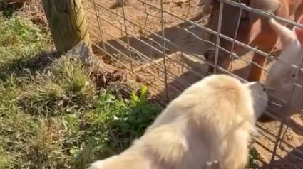 Illustration : Un adorable chiot Golden Retriever passe de la peur &agrave; la joie en rencontrant des cochons pour la premi&egrave;re fois (vid&eacute;o)