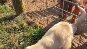 Illustration : Un adorable chiot Golden Retriever passe de la peur à la joie en rencontrant des cochons pour la première fois (vidéo)