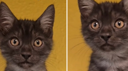 Illustration : &laquo; Adopt&eacute; quelque temps apr&egrave;s la publication &raquo;, ce chat au pelage rare noir fum&eacute; lui permet de quitter le refuge en un temps record