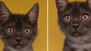 Illustration : "« Adopté quelque temps après la publication », ce chat au pelage rare noir fumé lui permet de quitter le refuge en un temps record"