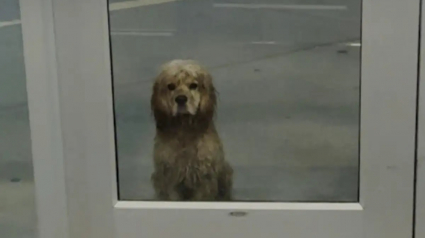 Illustration : "Nous avions besoin l'un de l'autre", un chien errant attend sous la pluie devant la porte d'une salle de sport en esp&eacute;rant qu'on le remarque