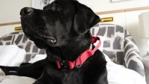 Illustration : "Cette chaîne hôtelière trouve une idée brillante pour calmer les chiens lors des feux d’artifice "