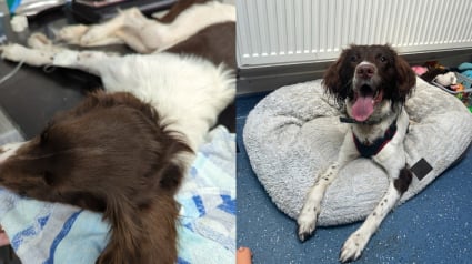 Illustration : Affam&eacute; par ses propri&eacute;taires, ce chien ne pouvait m&ecirc;me plus soulever la t&ecirc;te avant que des bienfaiteurs le prennent en charge