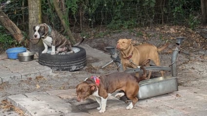 Illustration : &Agrave; cause des expulsions massives, de nombreux animaux se retrouvent sans famille et cherchent &agrave; se reconstruire dans un nouveau foyer