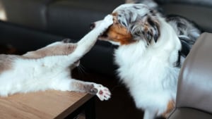 Illustration : 10 animaux oblig&eacute;s de cohabiter avec une autre boule de poils avec qui ils adorent se disputer