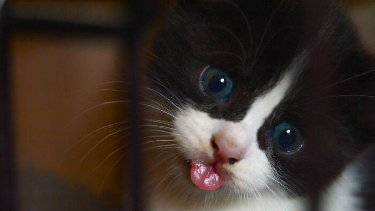 Illustration : "15 photos de chats spécialistes de la technique du tirage de la langue"