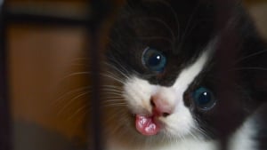 Illustration : "15 photos de chats spécialistes de la technique du tirage de la langue"