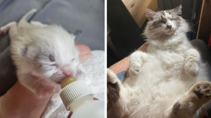 Illustration : 15 photos adorables de chats qui se sont m&eacute;tamorphos&eacute;s en grandissant