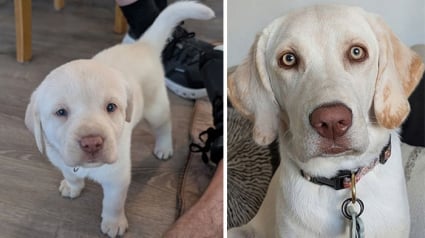 Illustration : 14 photos de chiens et de chats qui se sont transform&eacute;s en de magnifiques adultes