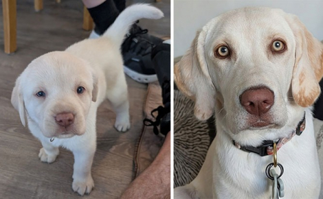 14 photos de chiens et de chats qui se sont transformés en de magnifiques adultes