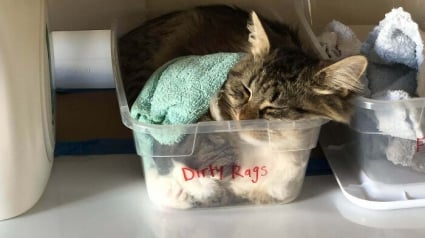 Illustration : 18 photos de chats &eacute;trangement liquides qui vous feront fondre