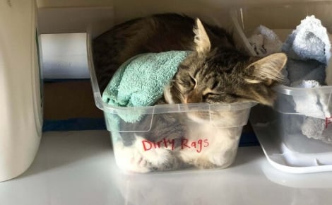 18 photos de chats étrangement liquides qui vous feront fondre