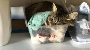 Illustration : "18 photos de chats étrangement liquides qui vous feront fondre"