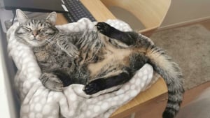 Illustration : "15 photos de chats montrant leur adorable ventre en toute confiance"