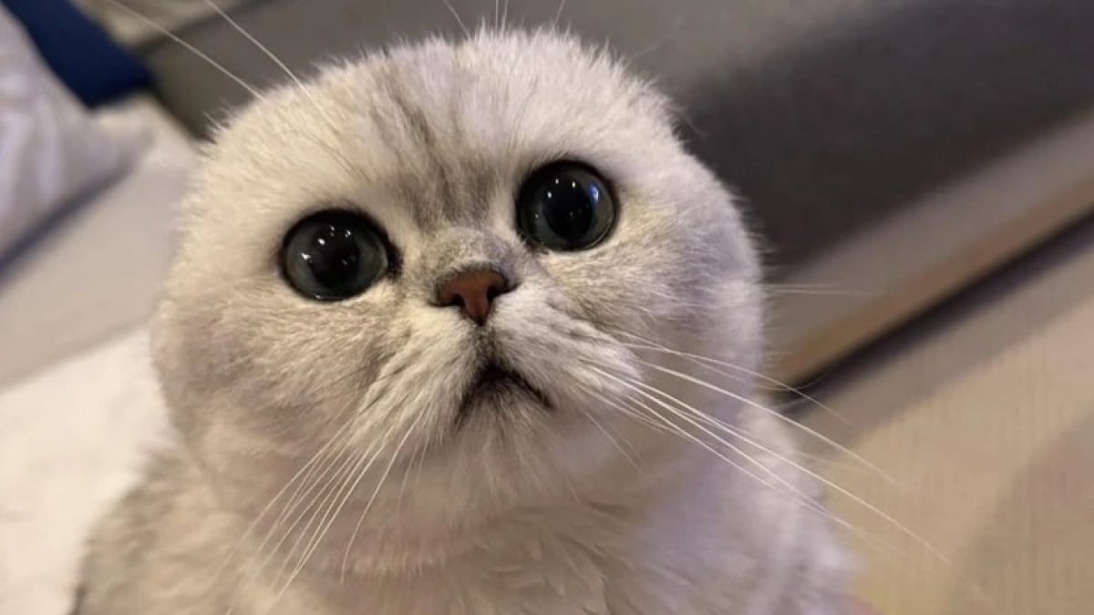 Illustration : "11 chats que le destin a placés sur la route de leur famille pour la vie"