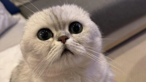 Illustration : "11 chats que le destin a placés sur la route de leur famille pour la vie"