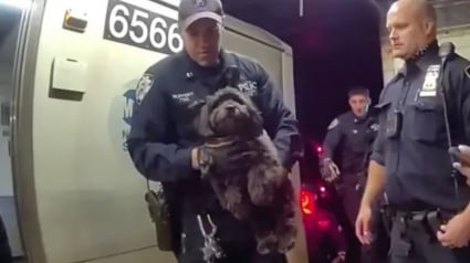 Illustration : Un chien pris de panique se cache sous un train, un policier vole &agrave; son secours en rampant sur les rails 