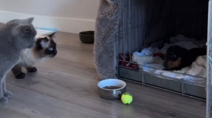 Illustration : D&rsquo;abord inqui&egrave;te pour ses chats, une femme est stup&eacute;faite par leur r&eacute;action &agrave; l&rsquo;arriv&eacute;e d&rsquo;un nouveau chien (vid&eacute;o) 