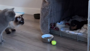 Illustration : D’abord inquiète pour ses chats, une femme est stupéfaite par leur réaction à l’arrivée d’un nouveau chien (vidéo) 