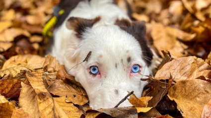 Illustration : 10 photos de chiens ravis de d&eacute;couvrir les beaut&eacute;s de l'automne