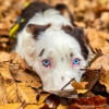 Illustration : 10 photos de chiens ravis de d&eacute;couvrir les beaut&eacute;s de l'automne