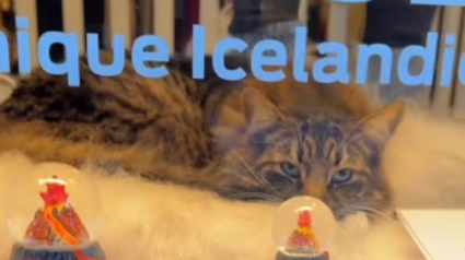 Illustration : Sans nouvelles de son chat, elle le retrouve tranquillement endormi derri&egrave;re la vitrine d'une boutique o&ugrave; il s'est laiss&eacute; enfermer