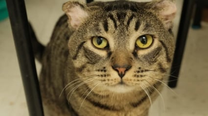 Illustration : Un refuge trouve un mode d&rsquo;adoption atypique pour ses chats qui ne s&rsquo;adaptent pas &agrave; la vie en int&eacute;rieur 