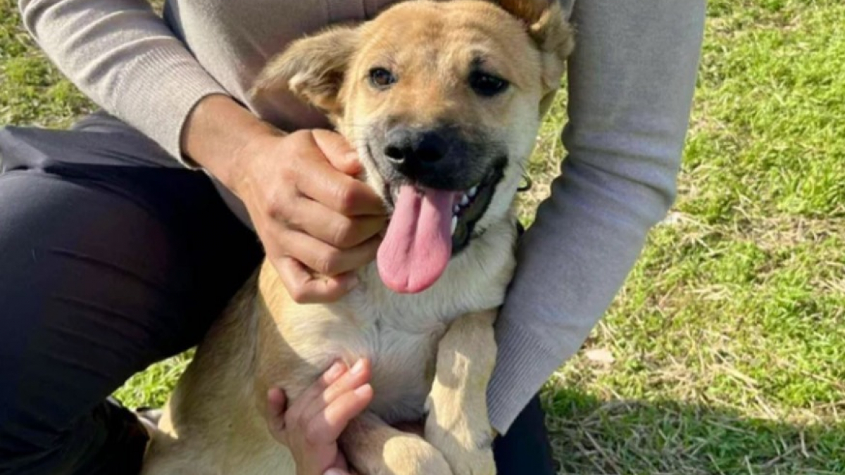 Illustration : "« Ils ont tous une bonne étoile pour passer l’hiver loin du béton froid », 40 chiots comptent sur un regard bienveillant pour changer de destin"