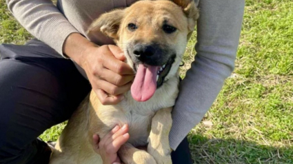 Illustration : &laquo; Ils ont tous une bonne &eacute;toile pour passer l&rsquo;hiver loin du b&eacute;ton froid &raquo;, 40 chiots comptent sur un regard bienveillant pour changer de destin