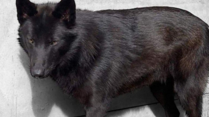 Illustration : Il perd son chien pendant 4 jours et craint pour sa vie en raison de sa grande ressemblance avec un loup