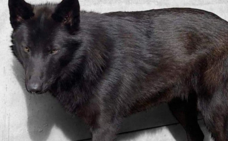 Il perd son chien pendant 4 jours et craint pour sa vie en raison de sa grande ressemblance avec un loup