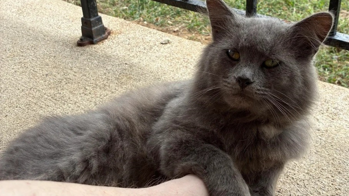 Illustration : "Après 8 mois d'efforts, il parvient à gagner la confiance d'un chat errant dont il est déterminé à changer l'existence"