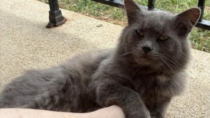 Illustration : Après 8 mois d'efforts, il parvient à gagner la confiance d'un chat errant dont il est déterminé à changer l'existence