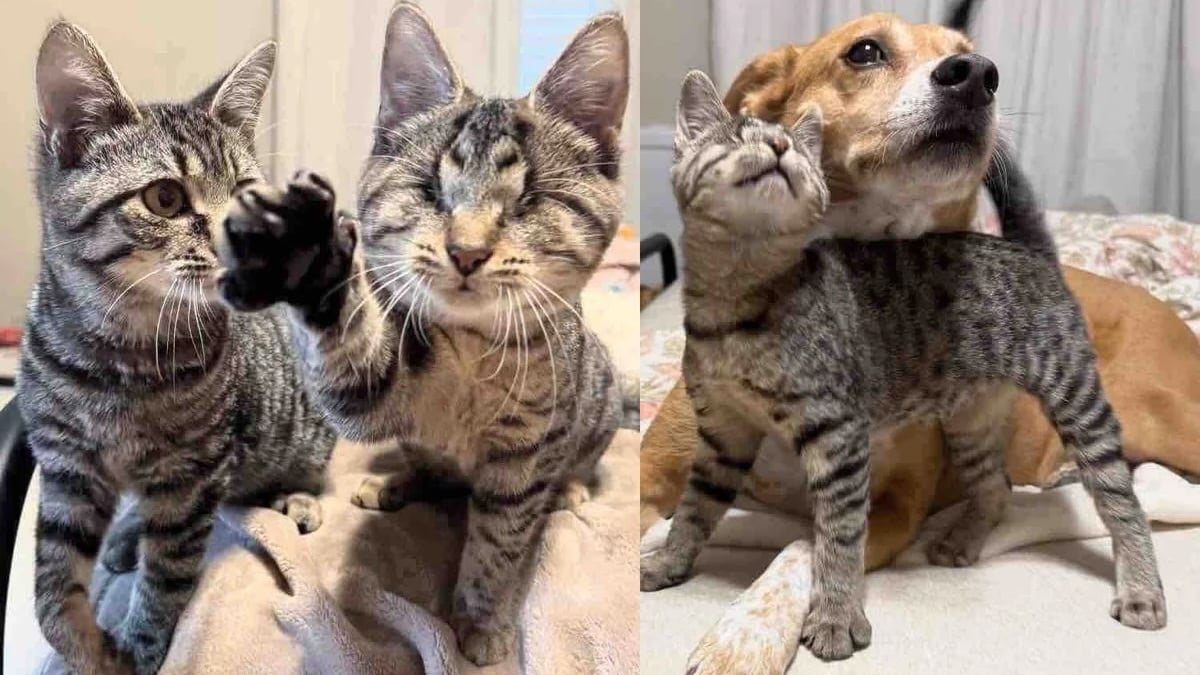 Illustration : "Très complices depuis leur première rencontre, ces 2 chatons apprennent à surmonter leur handicap ensemble (vidéo)"