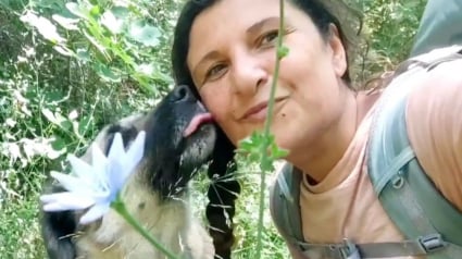 Illustration : « Sa simple présence m'a redonné la force et l'envie de renouer avec les autres », un chien errant redonne goût au lien social à une randonneuse solitaire