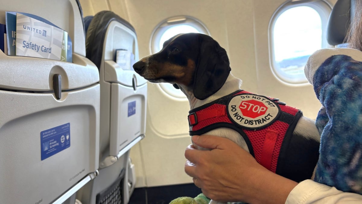 Illustration : "En compagnie de son Teckel, cette femme tente de sensibiliser le public à l’importance des chiens d’assistance"