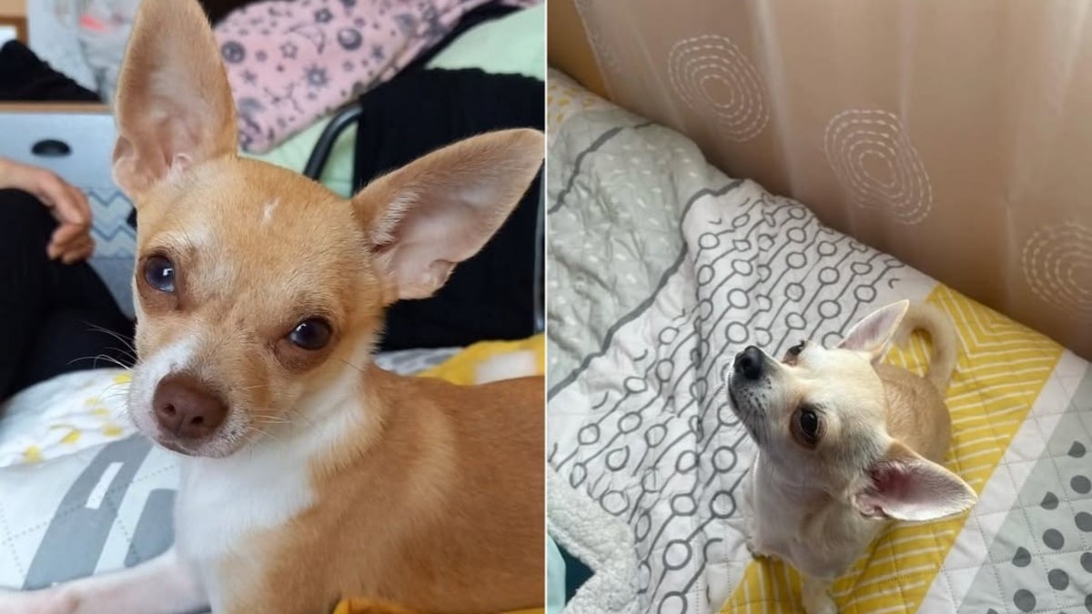 Illustration : "Après un grave accident, une famille retrouve l’un de ses deux chiens disparus et s’accroche à l’espoir de revoir le second"