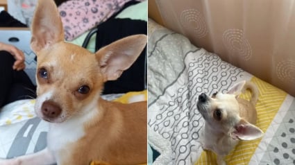 Illustration : Après un grave accident, une famille retrouve l’un de ses deux chiens disparus et s’accroche à l’espoir de revoir le second