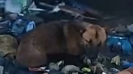 Illustration : Un homme plonge sans hésiter dans une montagne de déchets et d'eaux usées pour secourir un chien piégé depuis la veille